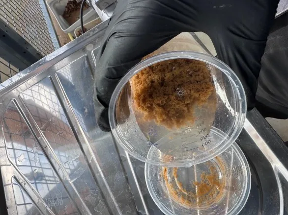 Technicien en gant noir tenant un récipient gradué contenant un gâteau de boues déshydratées lors d'un essai pilote Biotrade
